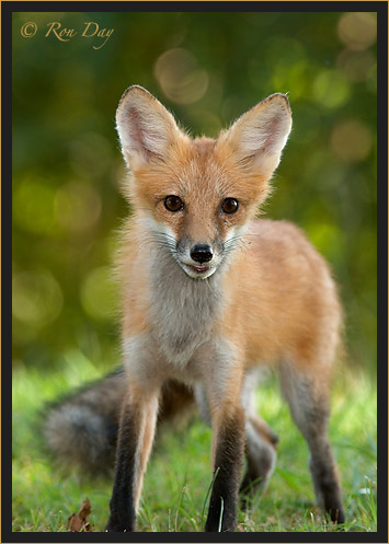 Red Fox (Vulpes vulpes)